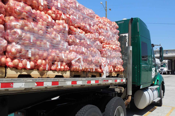 exporter of onion