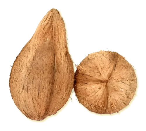 best coconut exporters in india