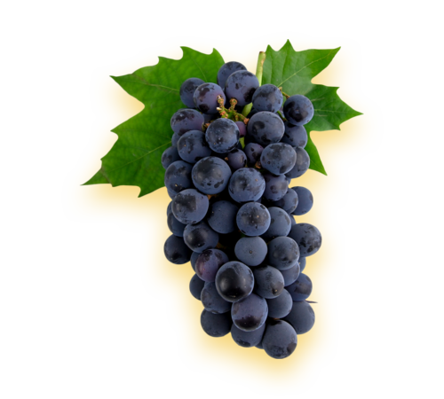 best grapes exporters in india