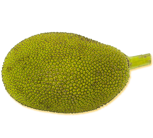 best jackfruit exporters in india