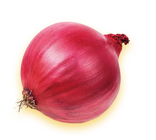 best onion exporters in india